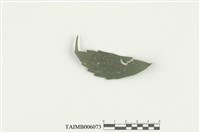 藏品(角瓣疣鱗蘚)的圖片